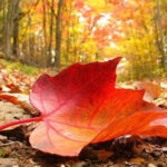 Equinocio de Otoño