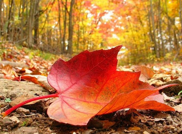 Equinocio de Otoño